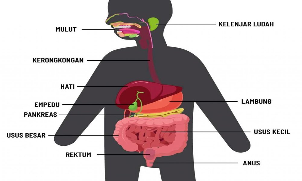 Menjaga Sistem Pencernaan Agar Tetap Sehat